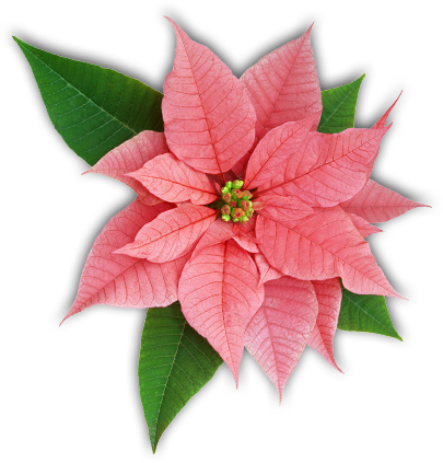 poinsettia